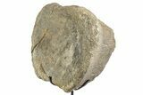 Fossil Sauropod Vertebra Section with Metal Stand - Colorado #339946-1